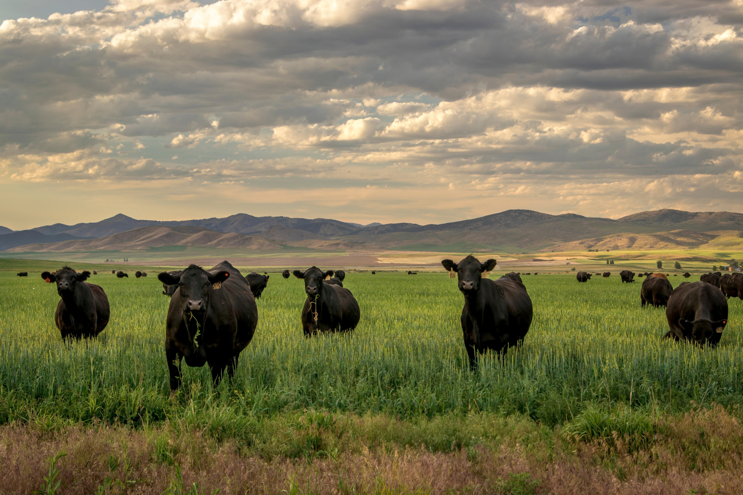 Beef and Lamb Suppliers | JBS USA | Sustainability Report